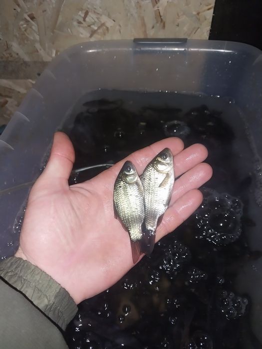 Живец  карасик 70 тг.