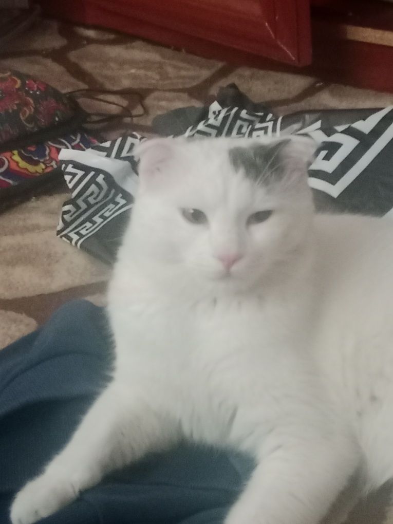 Mushuk sotilad srocna