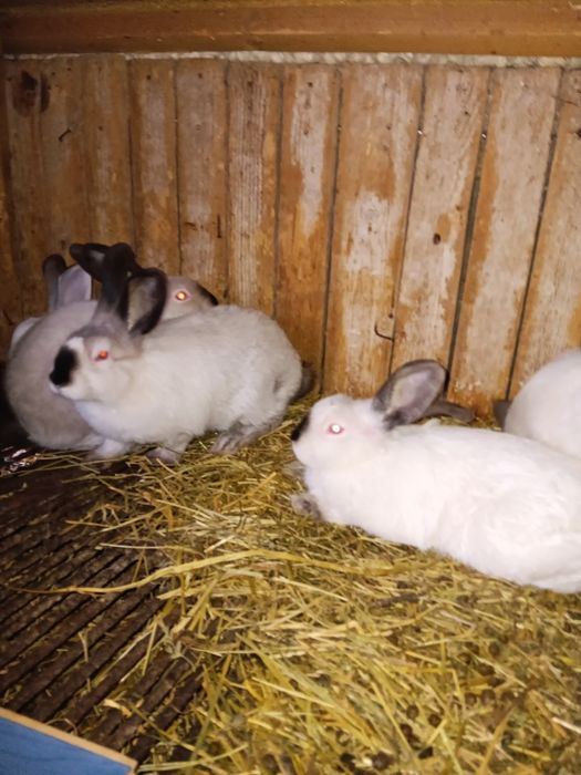 Vând iepuri Californieni