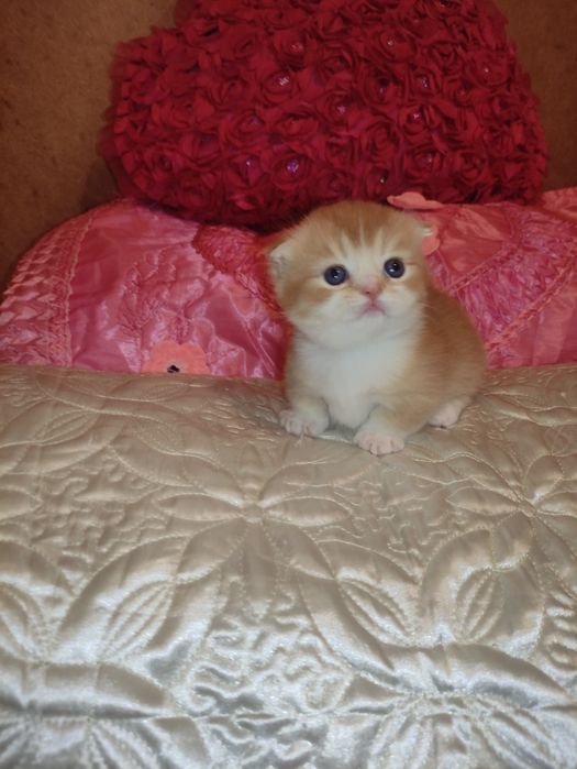 Готовится и бронируются котёнок Манчкин,золотой