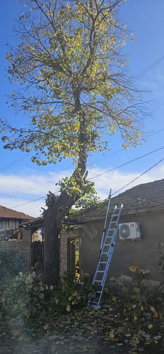 Кастрене на клони,дървета,храсти и т.н