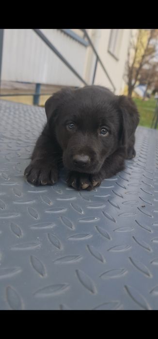 Pui Labrador Retriever Black