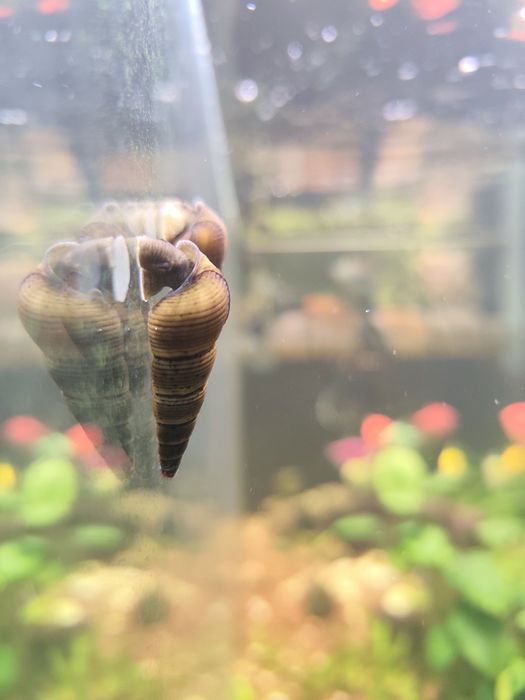 Melc acvariu Tylomelania