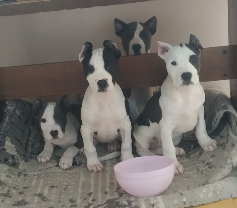 Шеночки американский пит бул