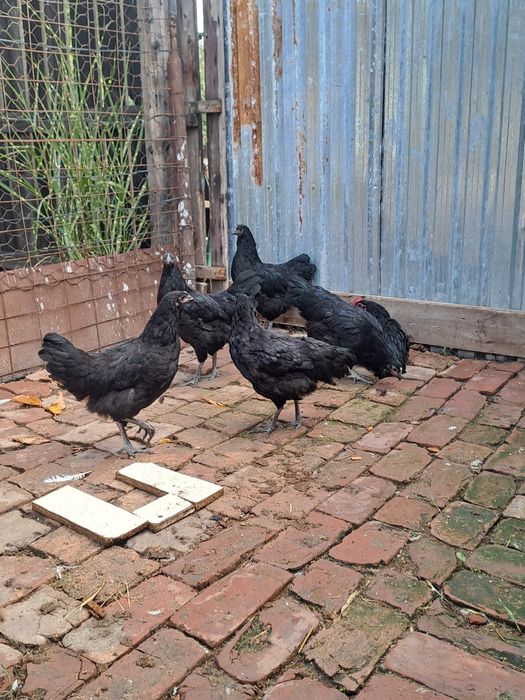 Gaini australorp