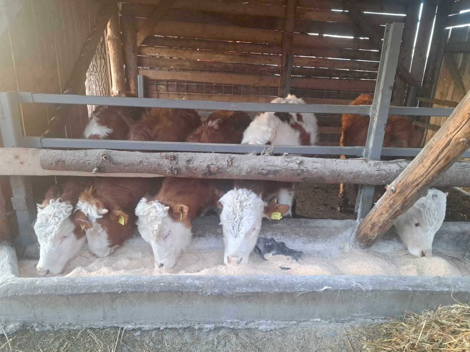 Vitei taurasi trei bucati