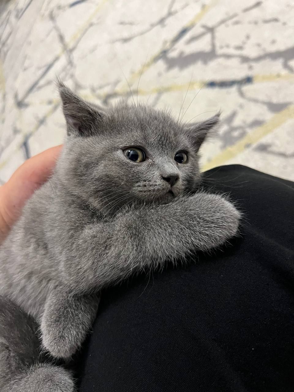 Котята продаются
