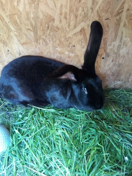 Vind iepuri fluture german