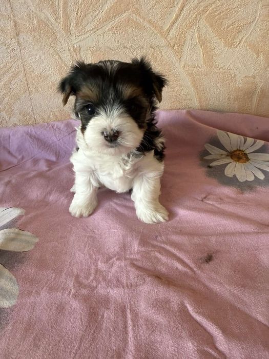 Бивер йоркширски териер