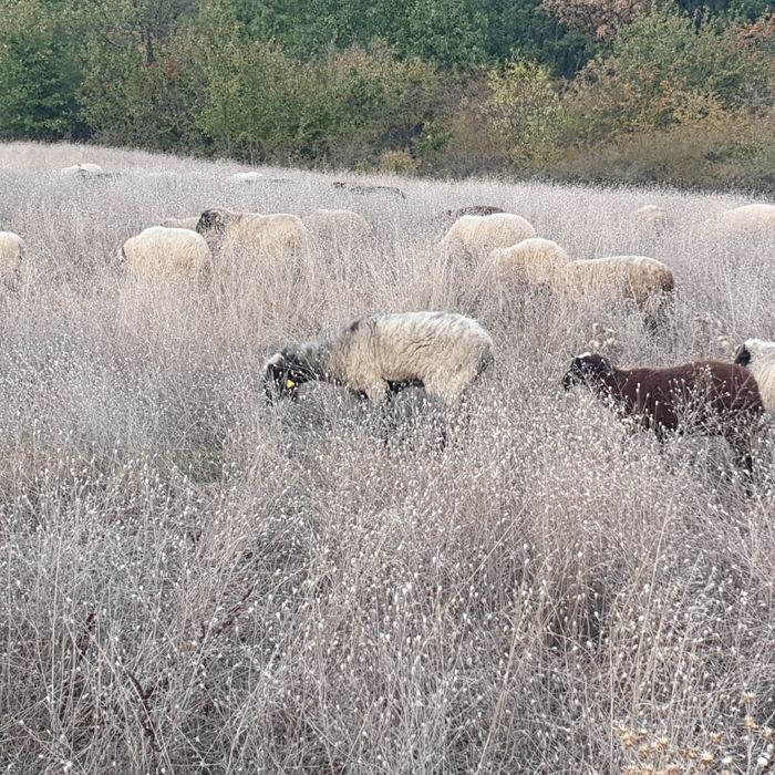 Oi carabase sănătoase de talie mare
