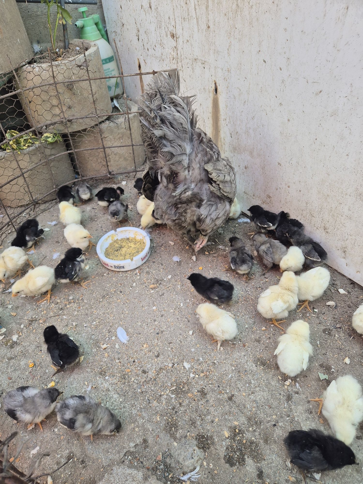 Vând  puțin rasa Australorp albastru  și negru