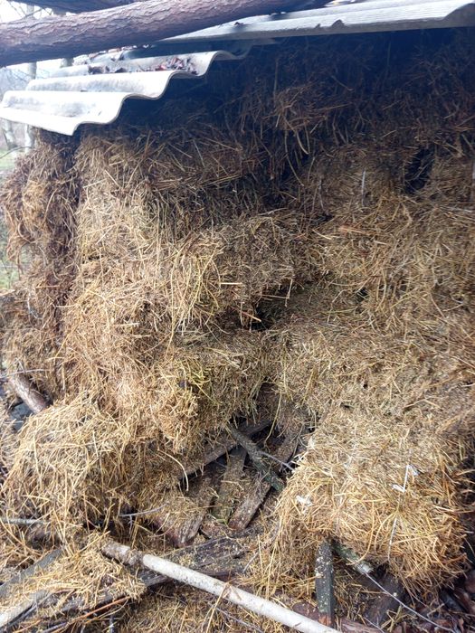 vând baloți lucernă