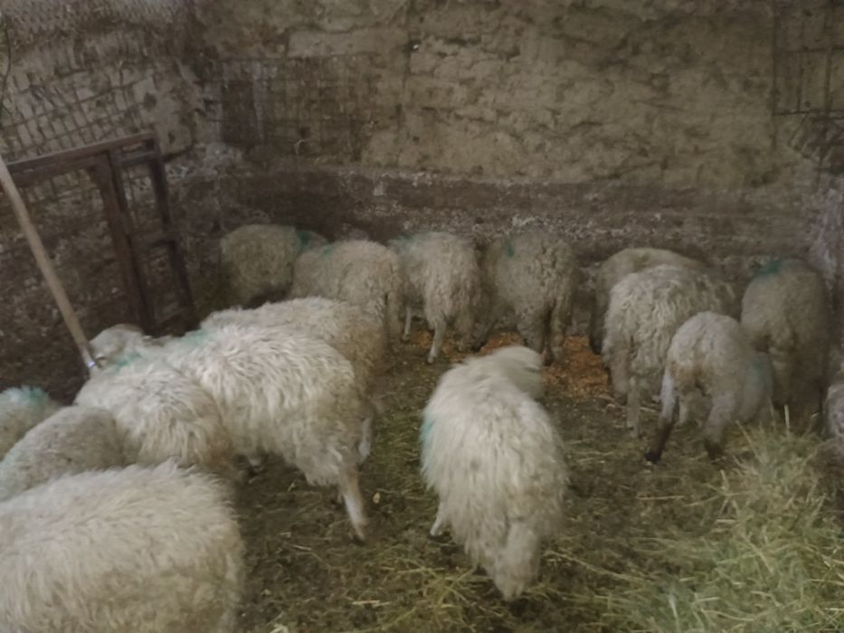 Mieluți de vânzare