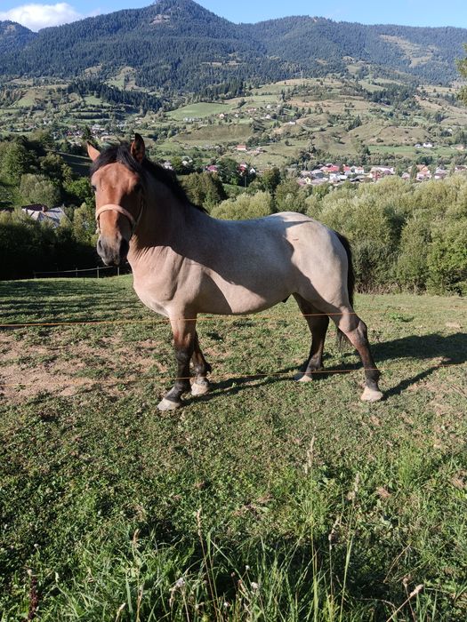 Armăsar 2 ani jumate