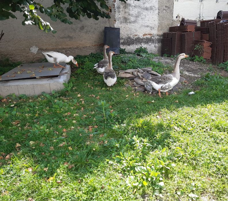 Gaste tinere de tinut