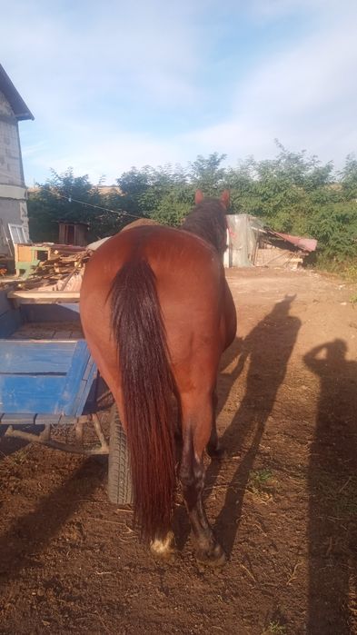 Merge  bine si foarte bună  la căruță