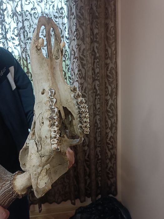 Еленски рога трофеи - 5 разклонения на рог