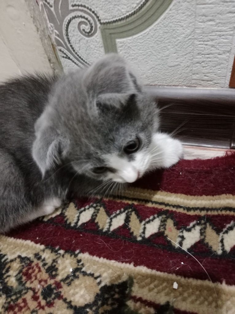 Продаются очень милые котята