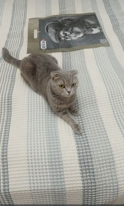 Продам Шотландскую вислоухую скоттиш страйт чистокровную