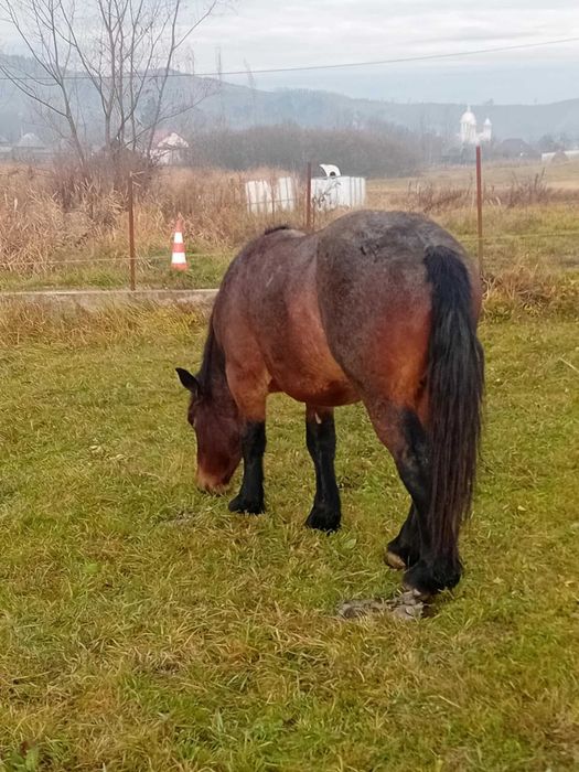 Vand manz de 2 ani jumătate!