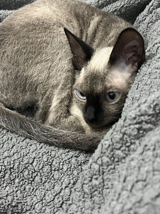 Котенок сфинкс девочка