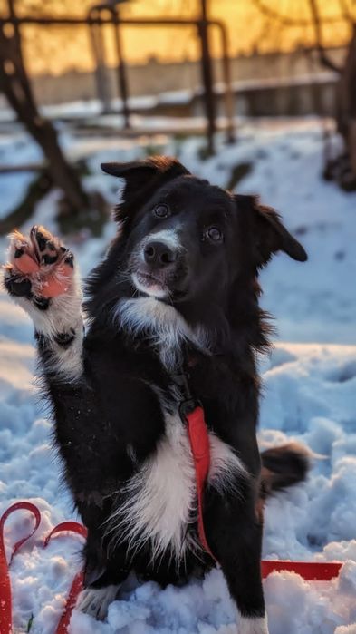 Отдам в хорошие руки бордер-колли