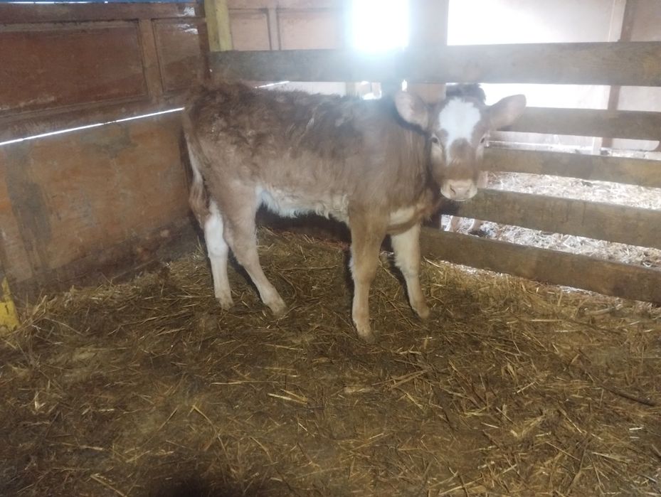 Vând vițea limuzin înțărcată