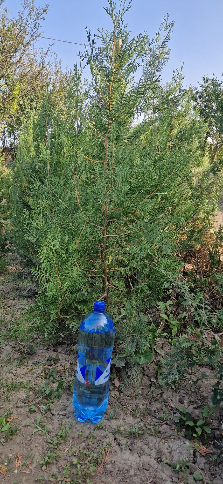 Tuia (Thuja) brazi decorativi