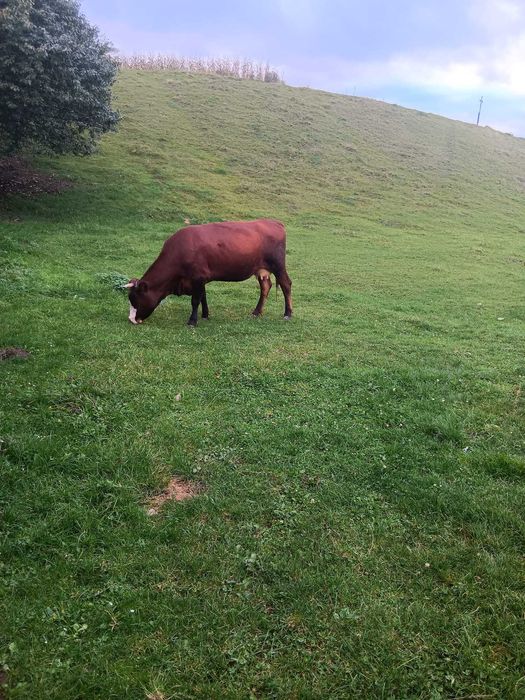 Vaca gestantă in 4 luni