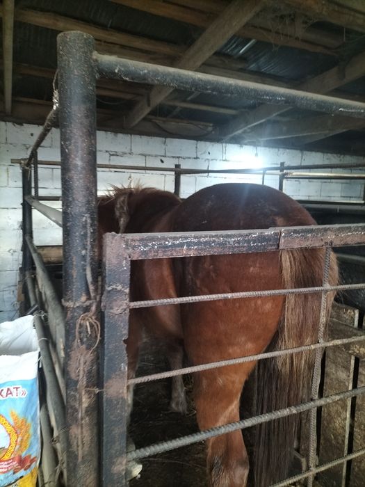 Семиз байтал краснаярда багасы 670мын