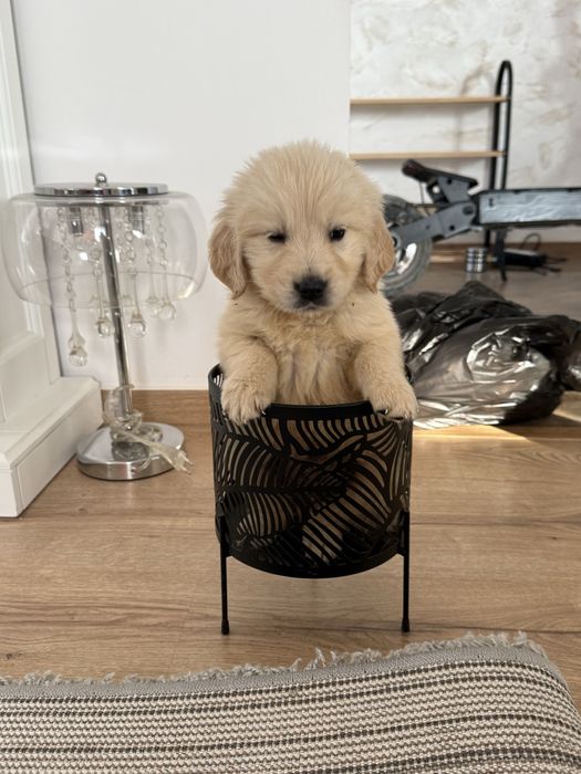 De vanzare Golden Retriever Cu Pedigree Real FCI si teste la zi