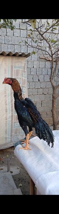 Дакан жужалар сотилади.