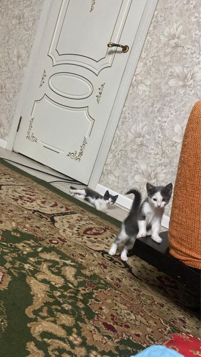 2 Котенка, отдам в самые добрые ручки .