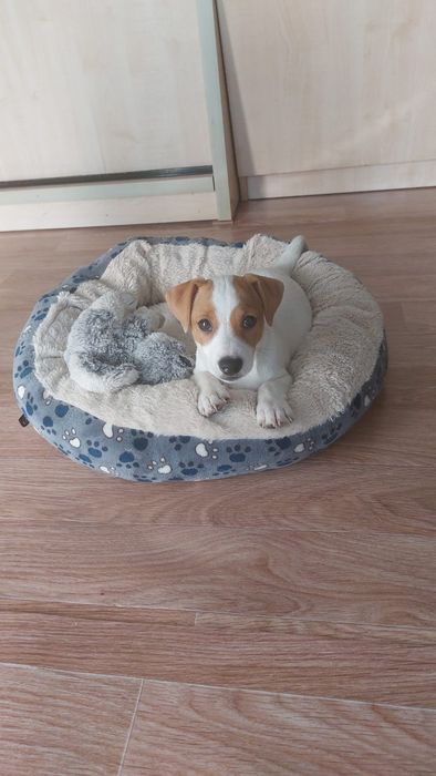 Щенок Джек Рассел. Остался 1 чудный мальчик