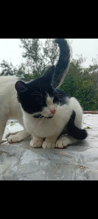 pui de pisica metis 2 fetițe