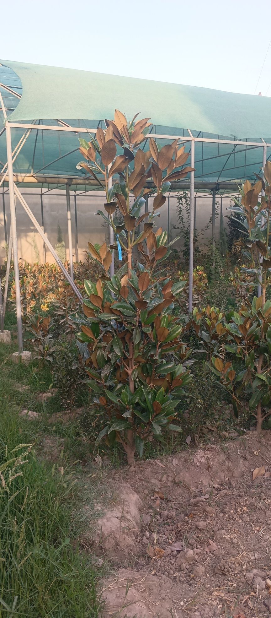 Magnolia glandiflora Italian