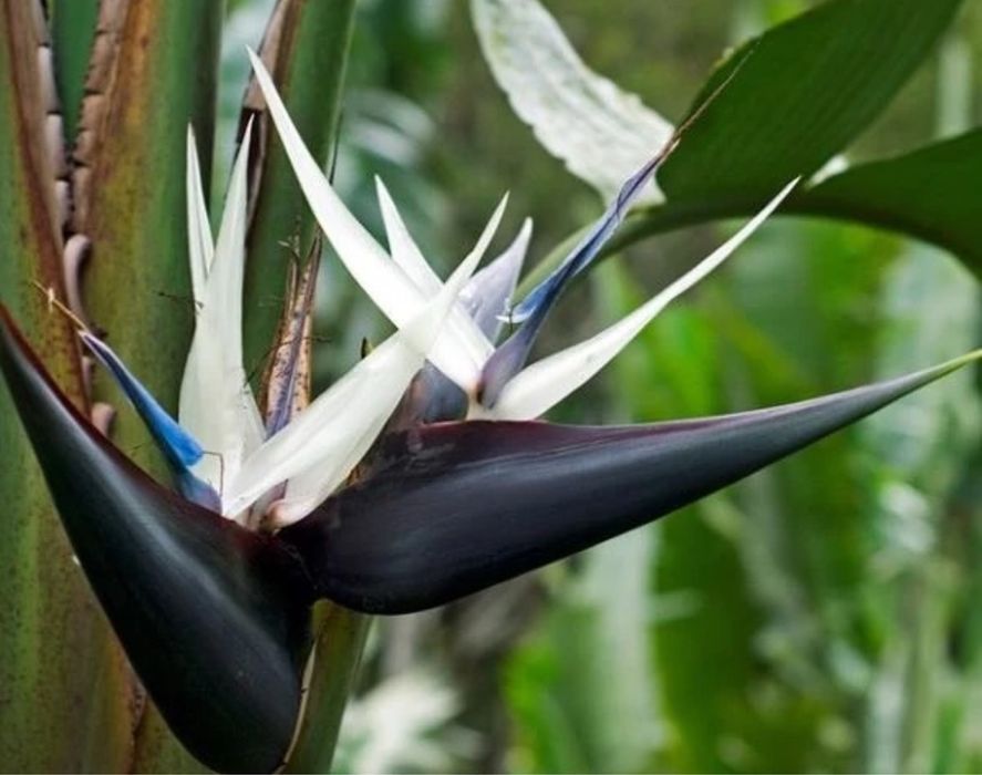 Продам комнатное растение Стрелеция Белая