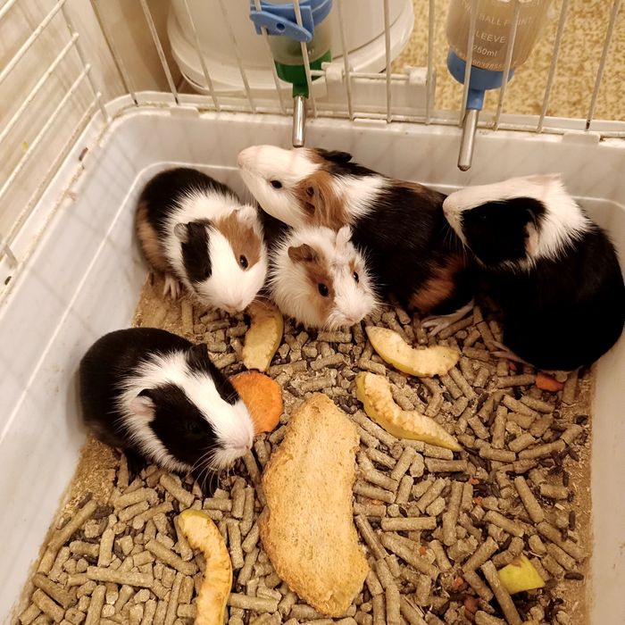 Морские свинки классные грызуны