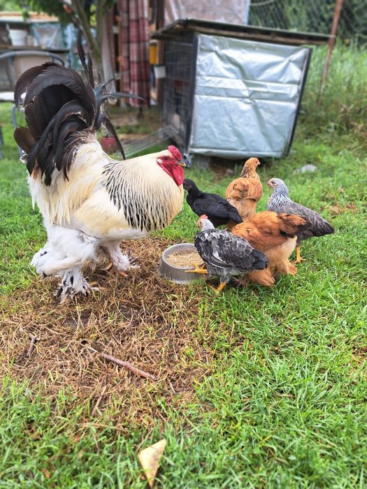 Vand cocosi Ameraucana, Italiana, Brahma si metiși