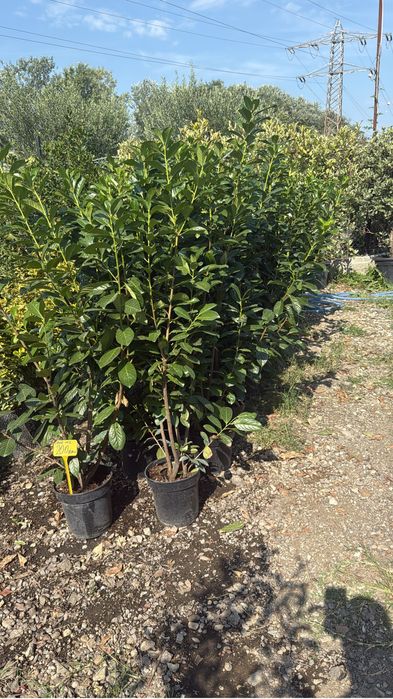 vând laur englezesc Prunus laurocerasus