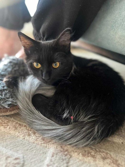 Славный котенок в поисках дома!