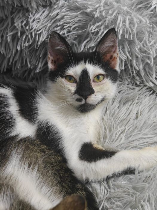 Pisicuțe jucăușe își doresc căsuța lor