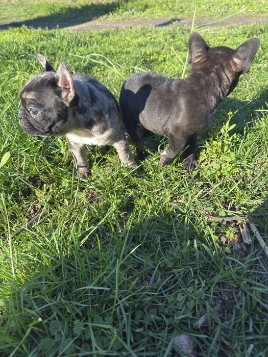 Малки Кученца / Френски Булдог