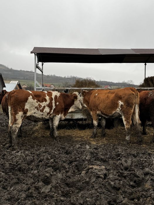 Juninci cu gestația de 8 luni