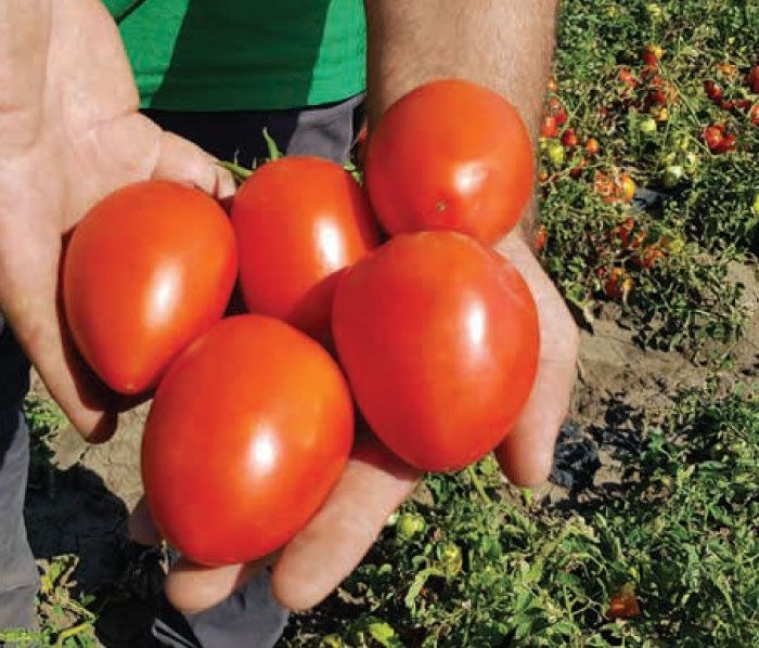 Разсад Професионални консервни домати