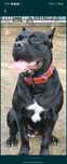 Cane Corso mascul
