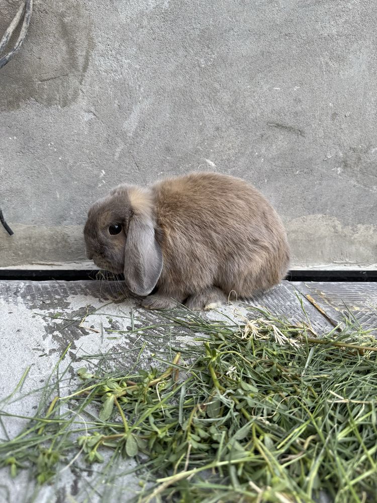 Zoti karlik baran poʻl minilop