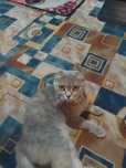 Отдам кошку вислоухую бесплатно