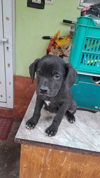 Продавам Кане корсо.Родени на 30.07.2025 г.Остана едно женско!