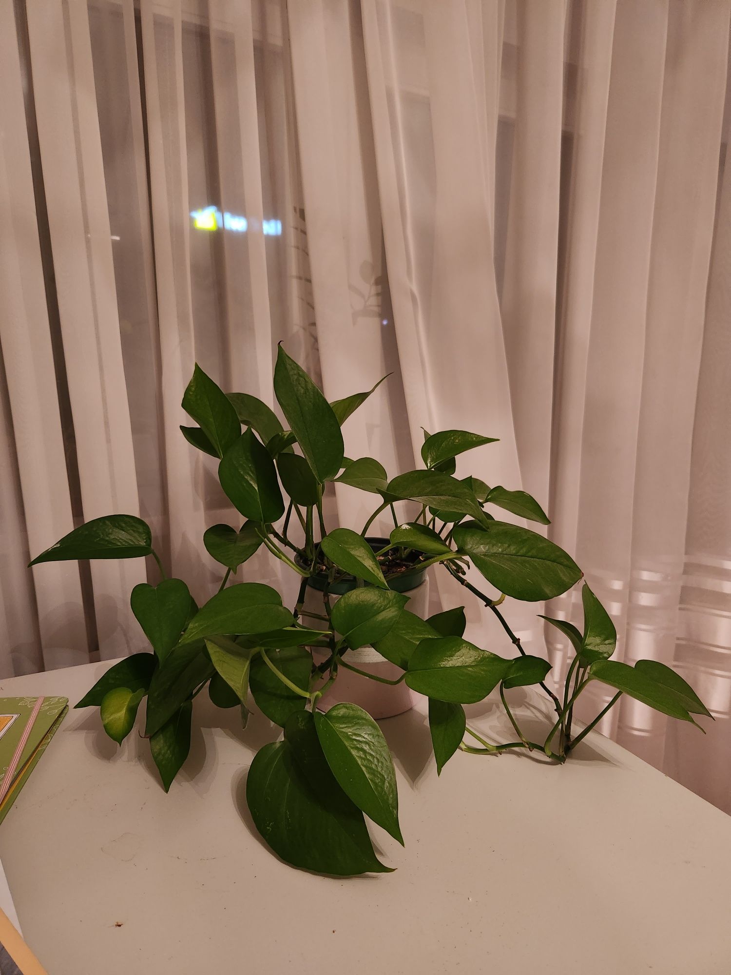 Plantă curgătoare Epipremnum Pinnatum